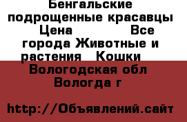 Бенгальские подрощенные красавцы. › Цена ­ 20 000 - Все города Животные и растения » Кошки   . Вологодская обл.,Вологда г.